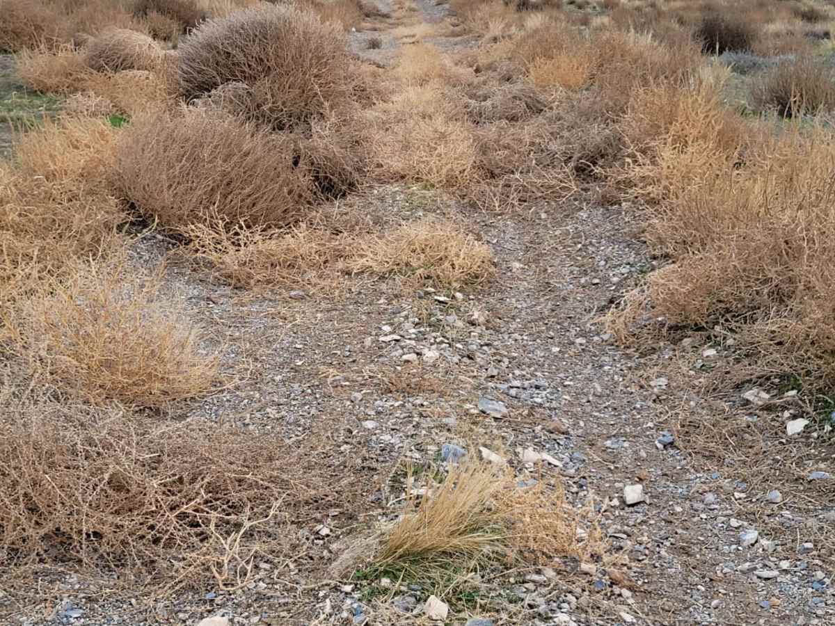 Pack Trail 2 photo 4