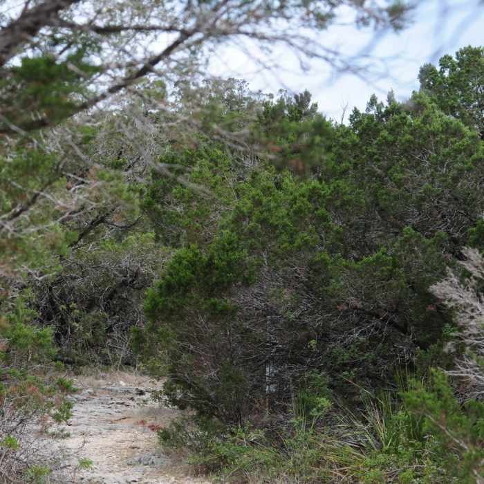 Near Restoration Way