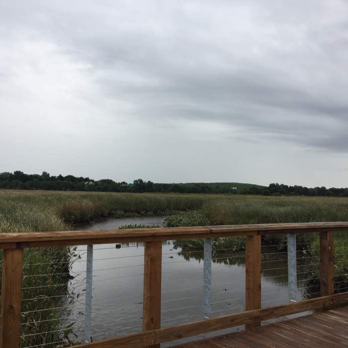 In the marsh near Wilmington. Near Jack A. Markell Trail