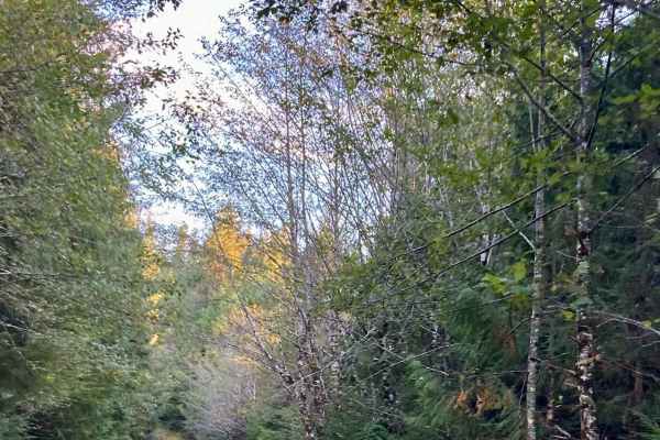 Chum Creek West Bank Road - FS 3030400