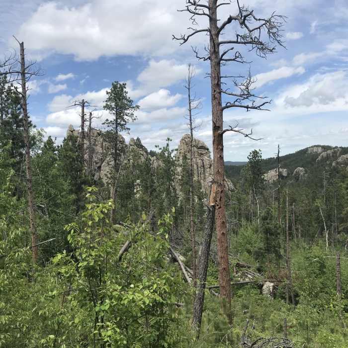 Looking north into the Black Elk Wilderness. Near Horsethief Lake Loop