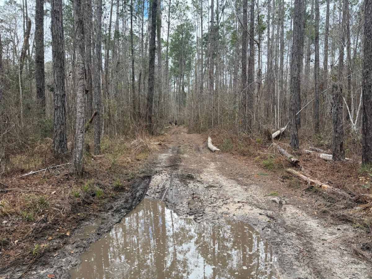 Big Cypress Swamp South East Loop photo 6