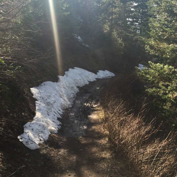 Near Mueller Park Trail