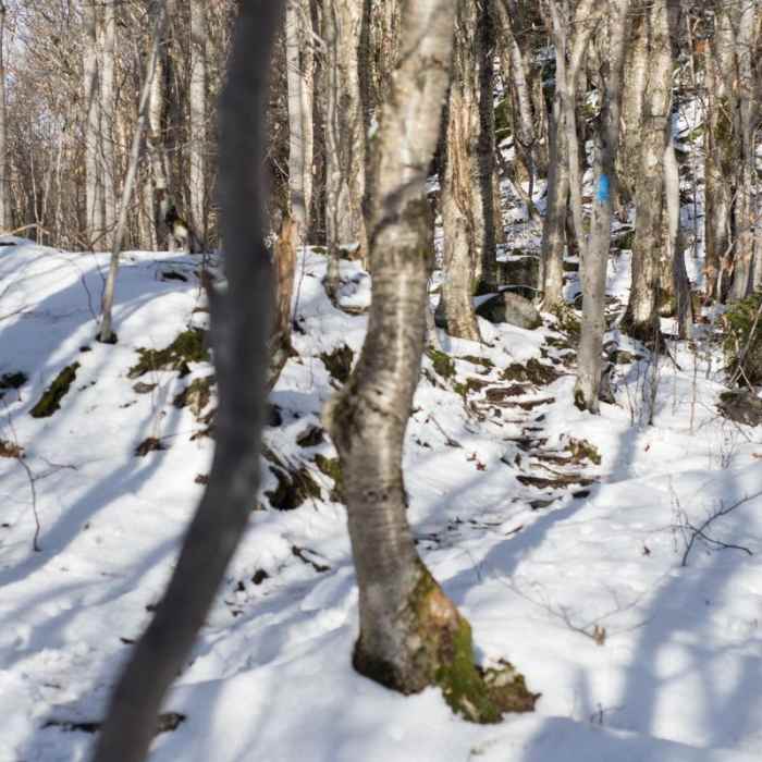 Near Maple Ridge + Butler Lodge Loop Near Maple Ridge + Butler Lodge Loop