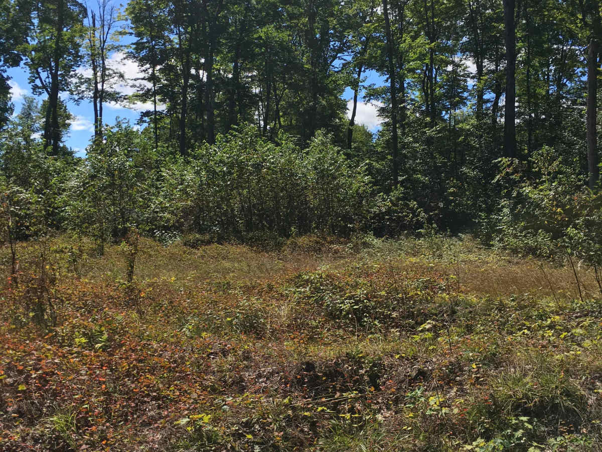 Fern Trail photo 5