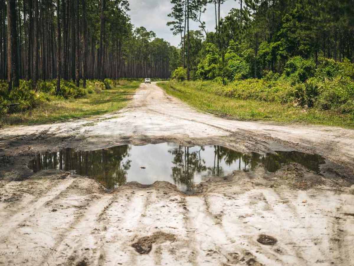 Osceola National Forest FR 235/17 Mile Camp Rd photo 2