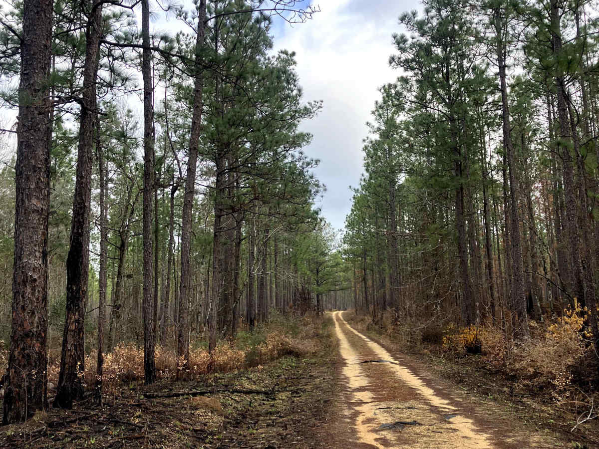 Boggy Hollow Road - FS 374 photo 3
