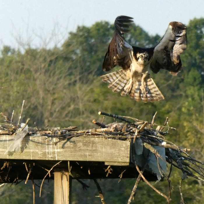 Patuxent River Park Sunset Cruise Jun 10, 2017, 6-049 Near Jug Bay Tour