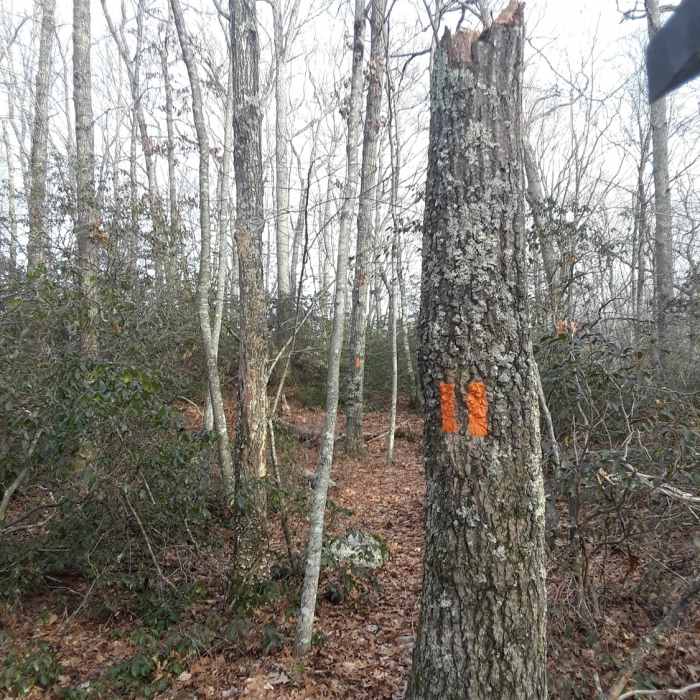 The trail begins as a branch off of the Narragansett Trail. Near Table Rock - Canonchet Preserve
