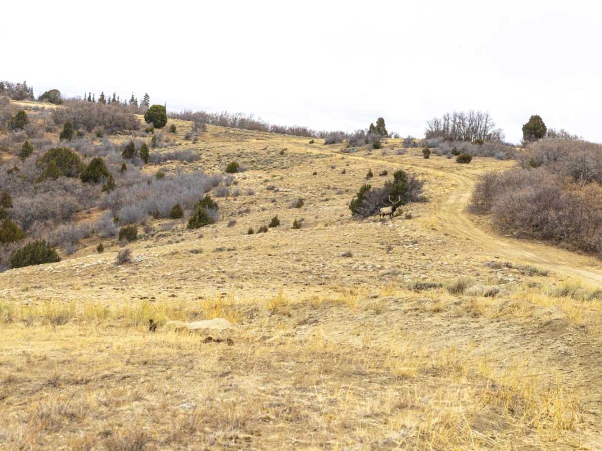 Catamount Road trail photo