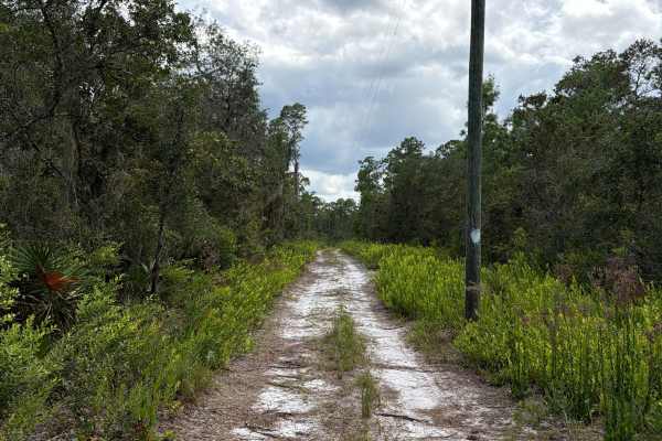 Ocala National Forest 445 Powerline Trail