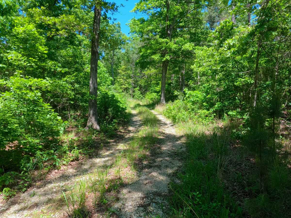 South Cane - FS 3575 photo 6