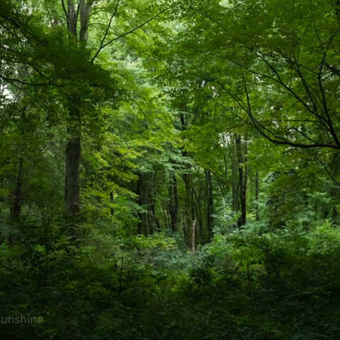 Near Dunewood Trace Campground Trail
