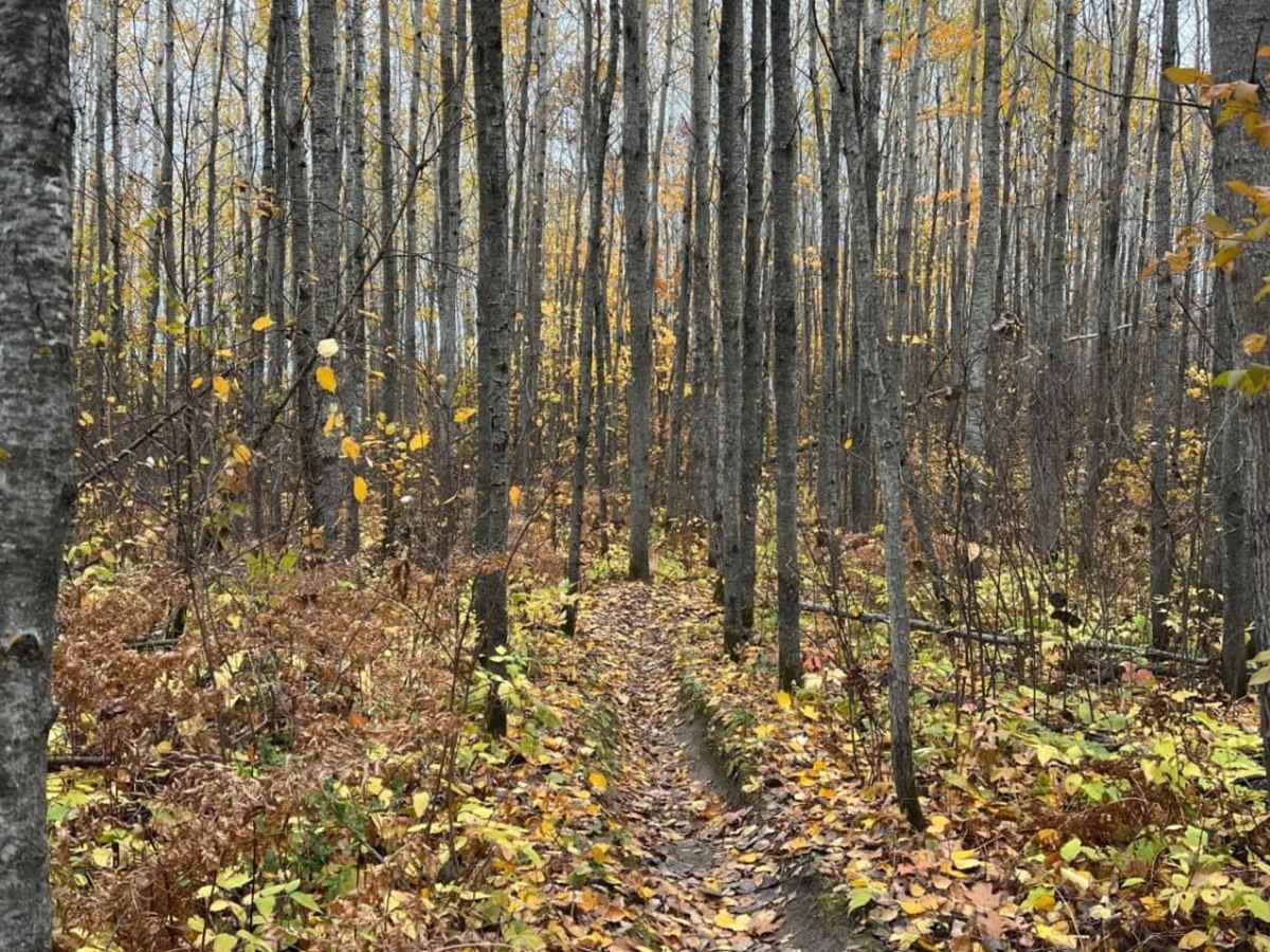 Paul's Narrow Thicket Bike Path photo 3