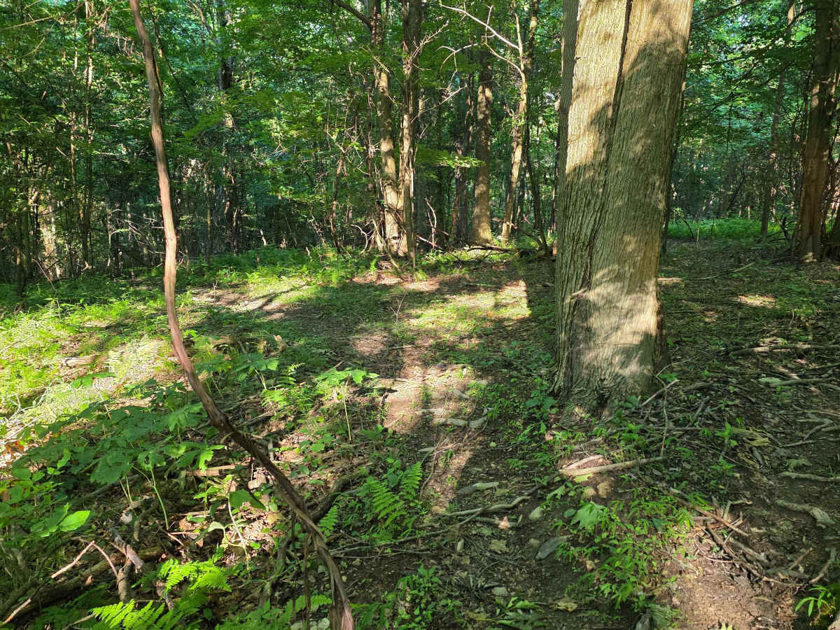 Single Track C1 photo 2