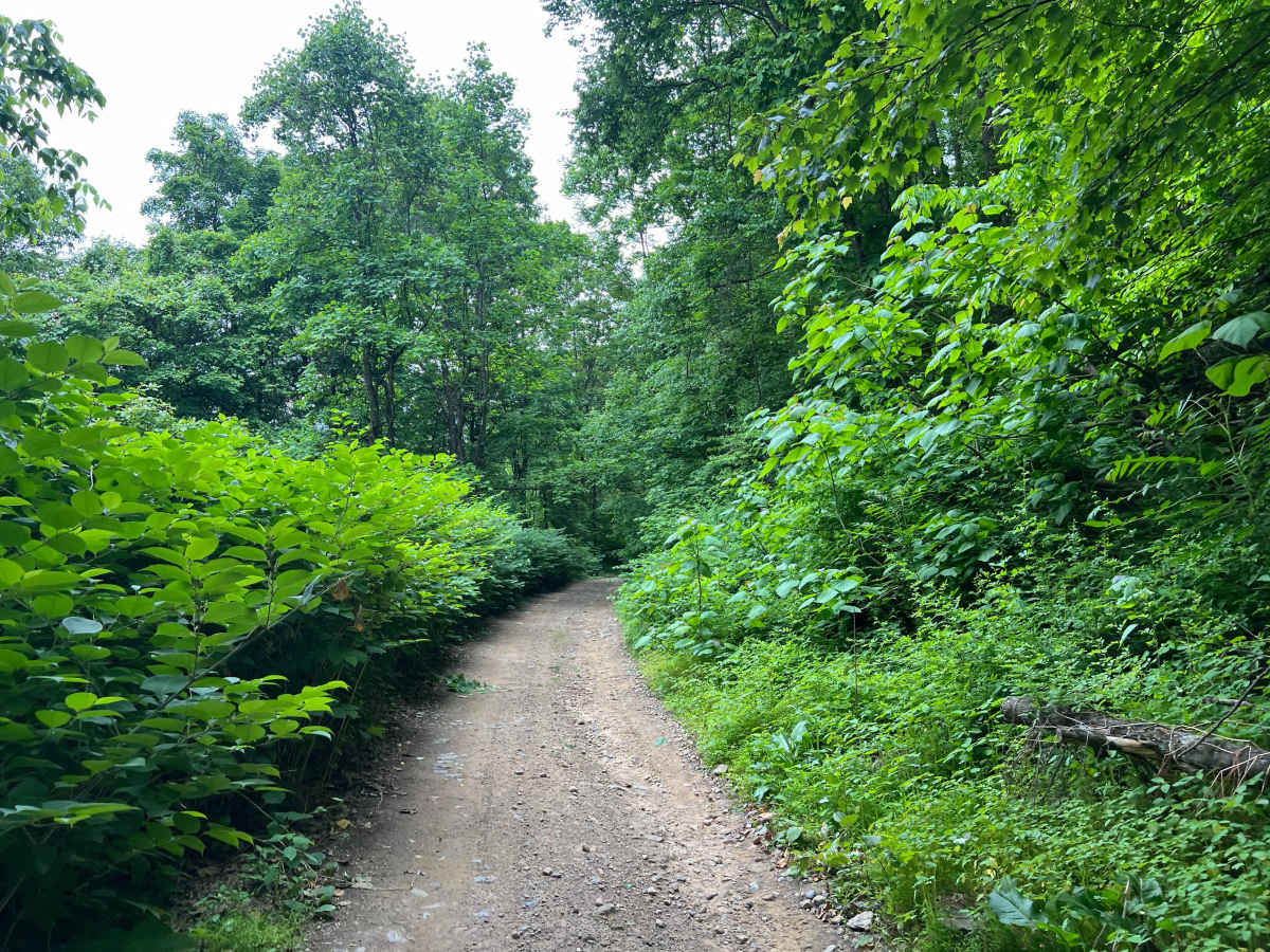 Q63 photo 6