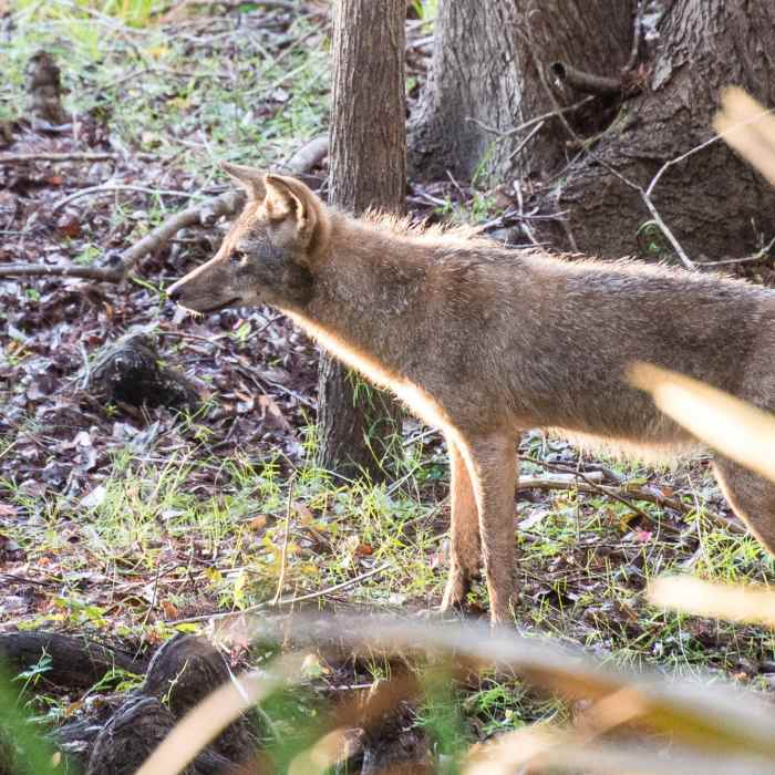 Near Black Bear Wilderness Area Trail