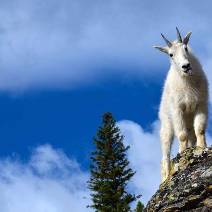 Near Grinnell Glacier Trail
