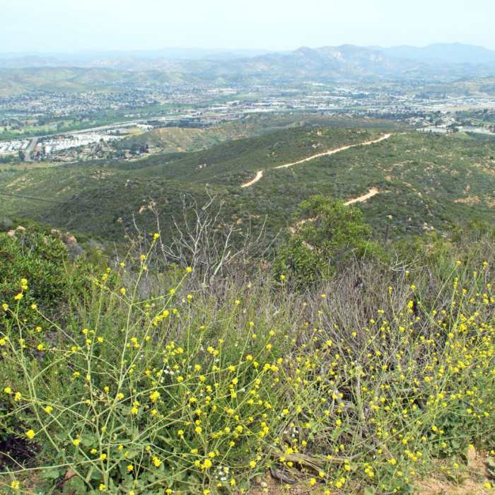 Near Cowles Mountain via Big Rock Trail