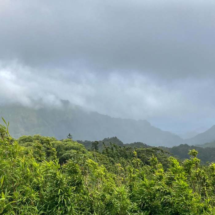 Near Pu'u 'Ohi'a (Mount Tantalus) from Lyon Arboretum Near Pu'u 'Ohi'a (Mount Tantalus) from Lyon Arboretum