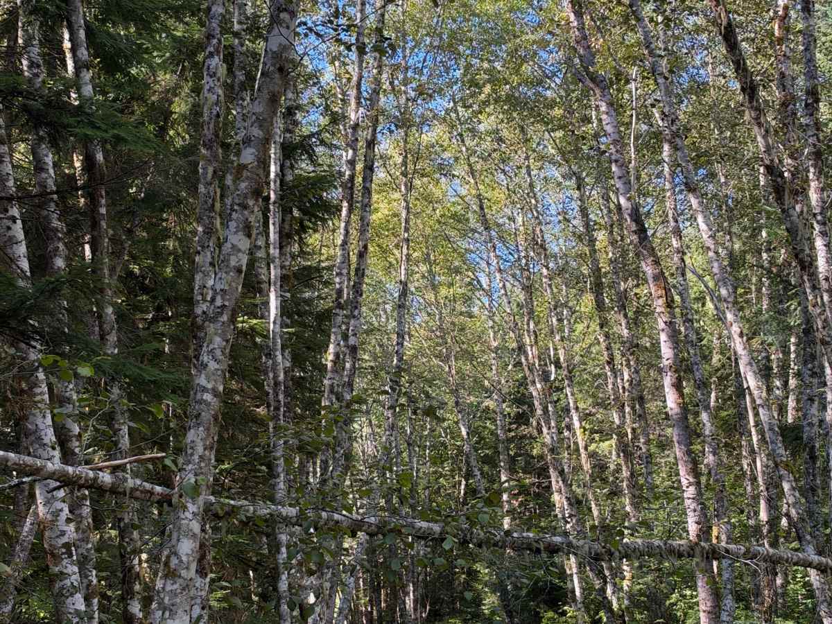 Rinker Ridge photo 5