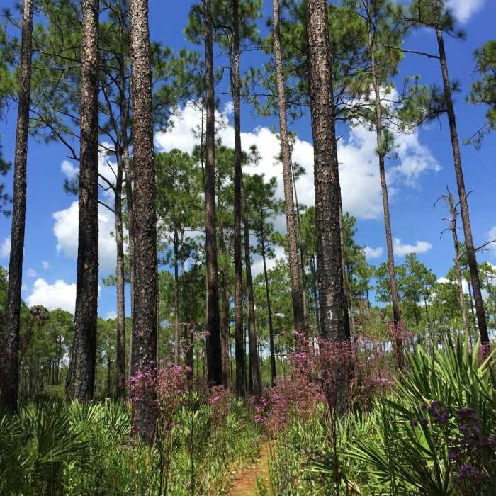 Trail though pine trees Near Palm Bluff Loop