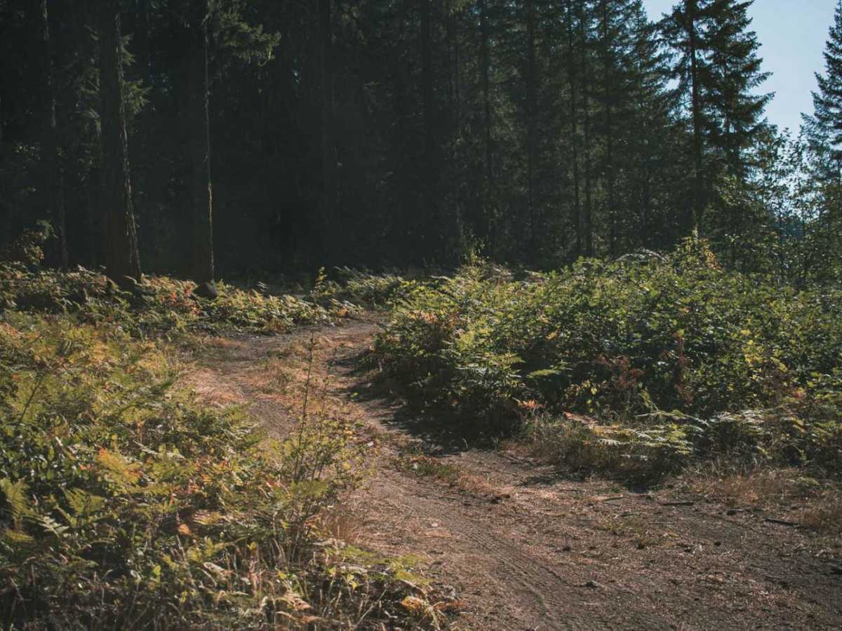 Cougar Spur photo 6