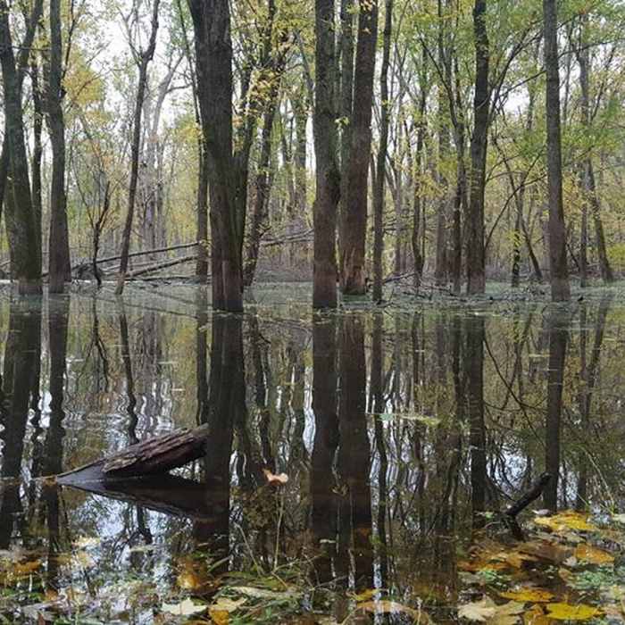 The marshy areas in the Wisconsin River backwaters can be buggy, but offer lots of wildlife viewing opportunities. Near Sentinel Ridge Trail