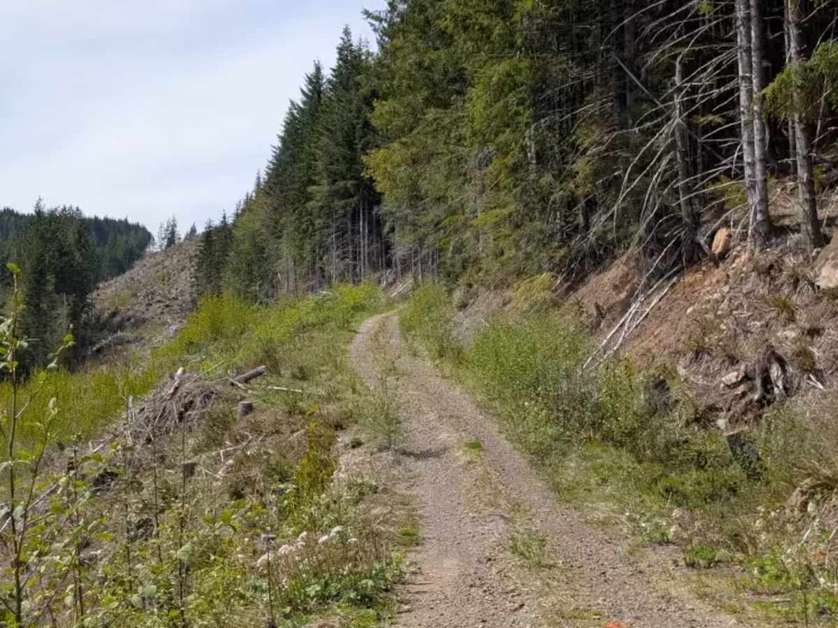 Jesse Creek trail photo