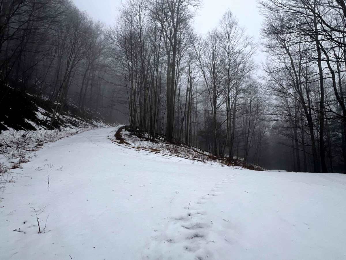 Williams Trail photo 4