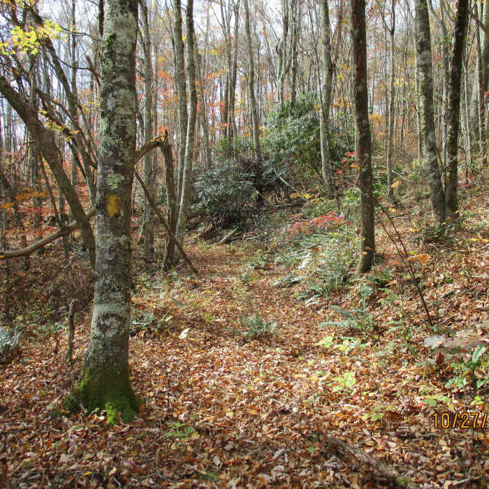 Near Holston Mountain West #2020