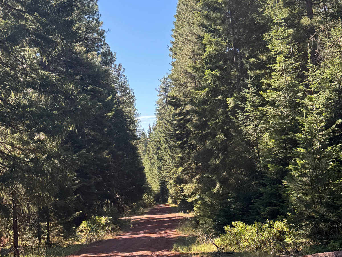 FS 1260 trail photo