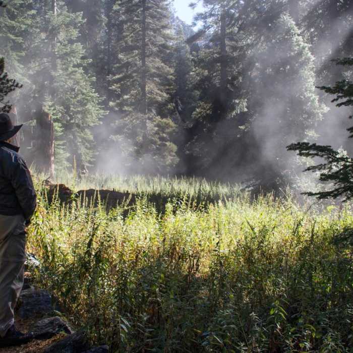Near Tokopah Valley Trail