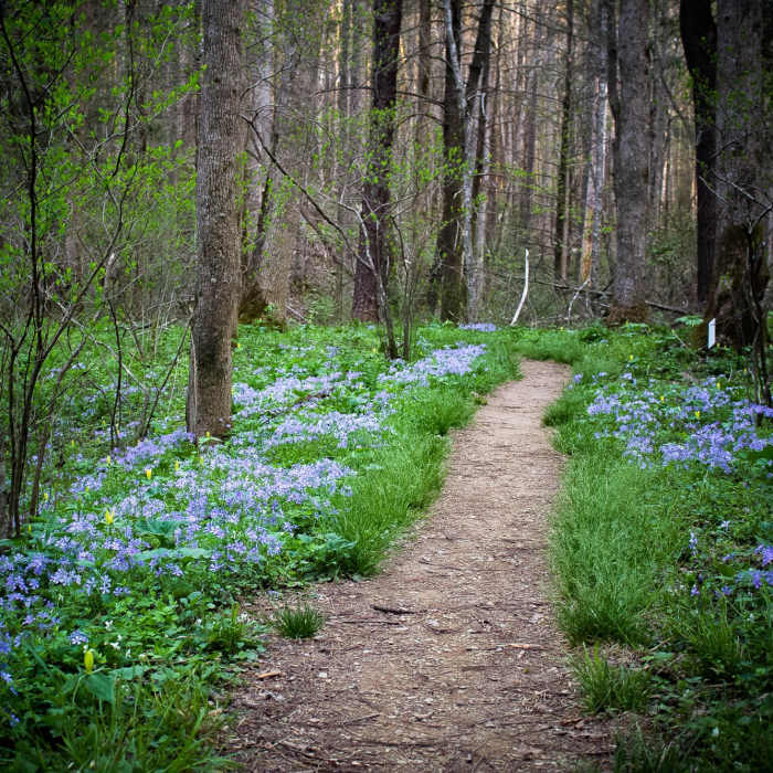 Near Schoolhouse Gap Trail to White Oak Sinks Near Schoolhouse Gap Trail to White Oak Sinks