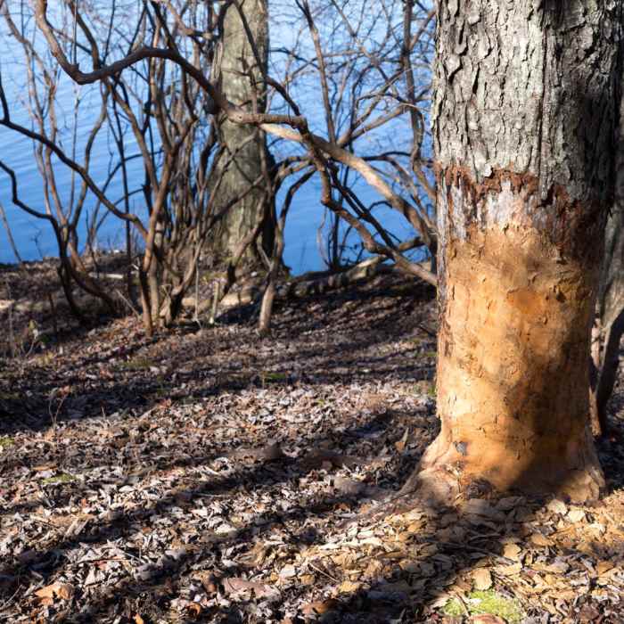 Near Lakeside Trail Near Lakeside Trail