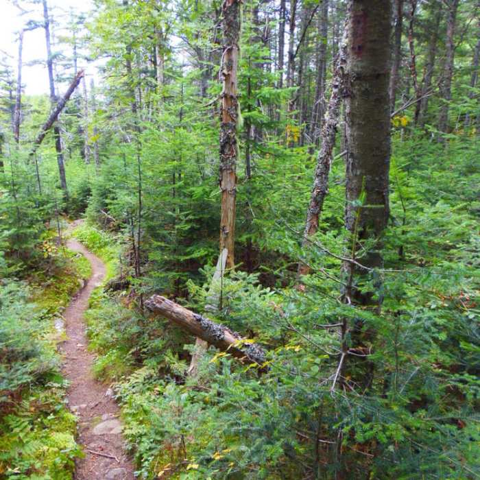 Near Fire Warden's and Horns Pond Trail Loop Near Fire Warden's and Horns Pond Trail Loop