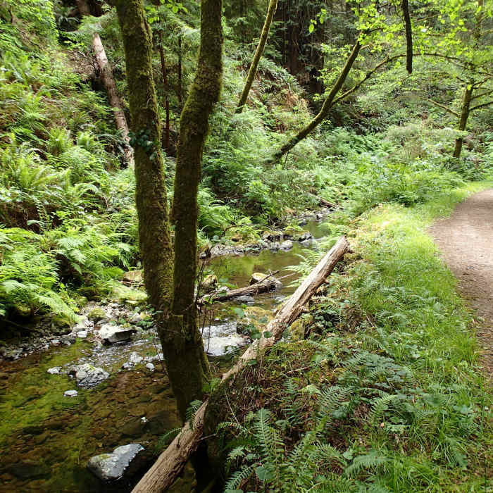 Near Fern Canyon Trail