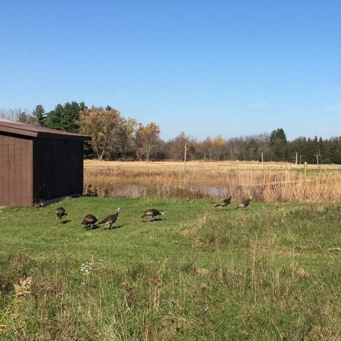 Family of turkeys. Near Ice Age Trail: Lapham Peak Evergreen Grove to Hwy 18