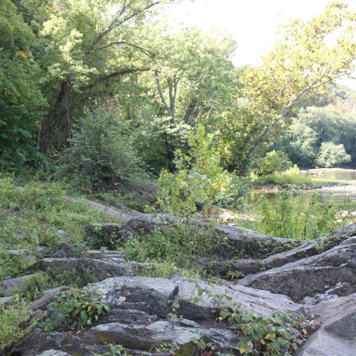 Near Scott's Run Nature Preserve