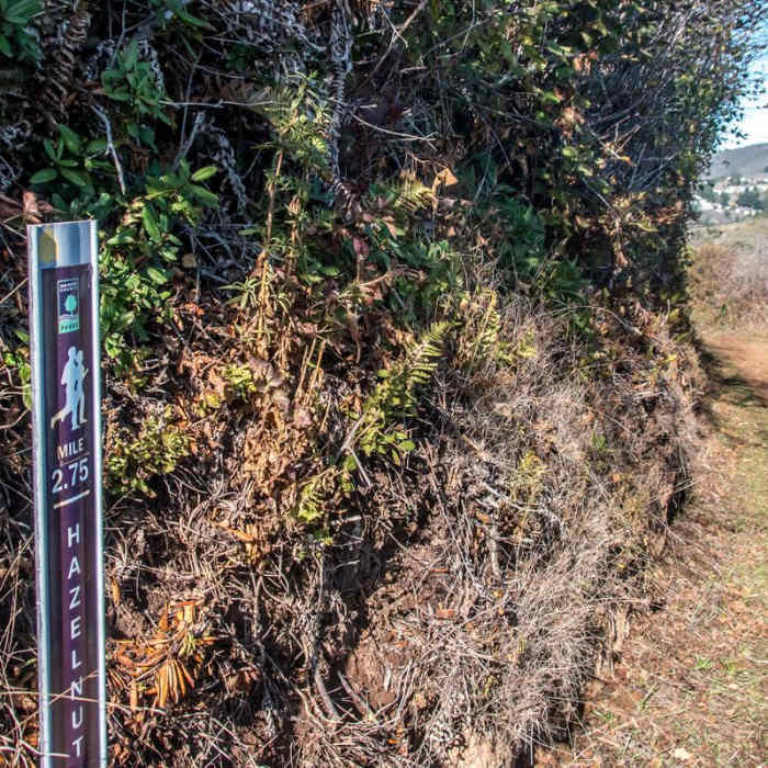 Near Hazelnut + Weiler Ranch Trail Loop Hike
