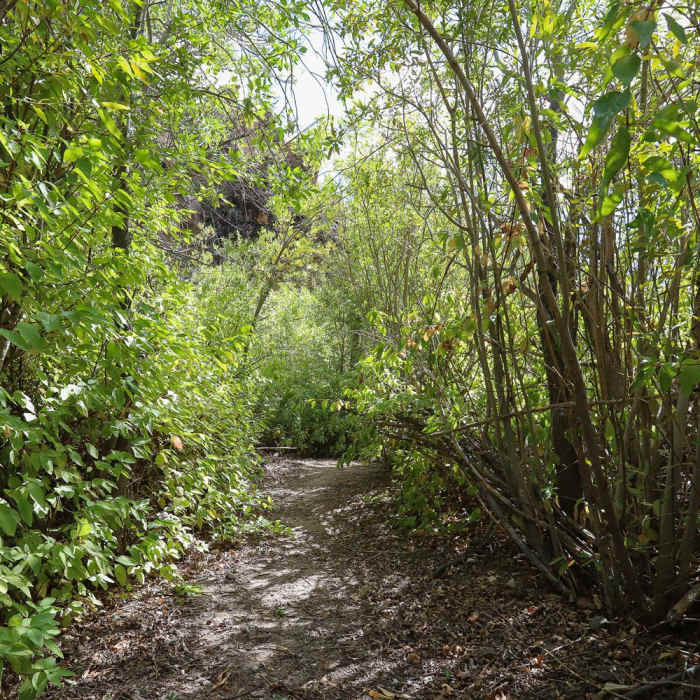 Near Waterfall Trail