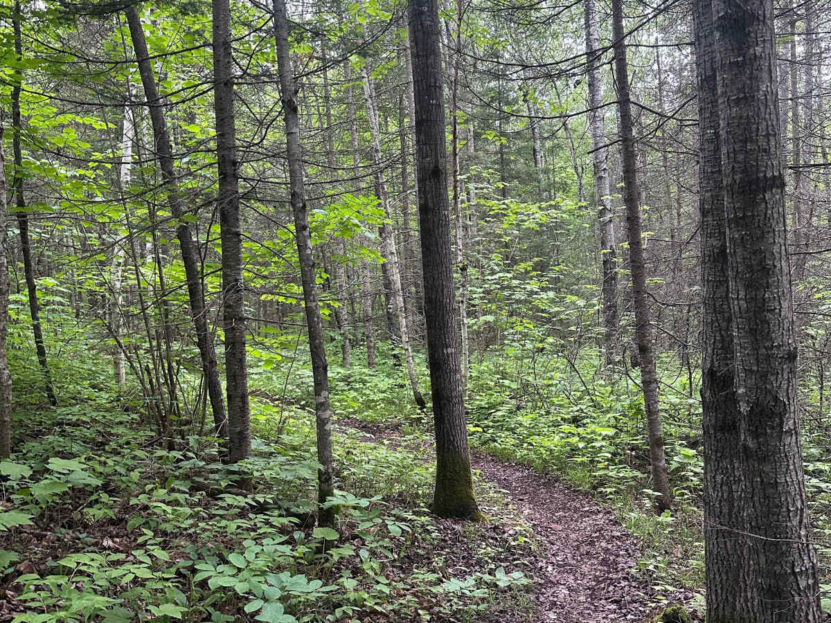 Alger Grade - Trail 4 photo 2