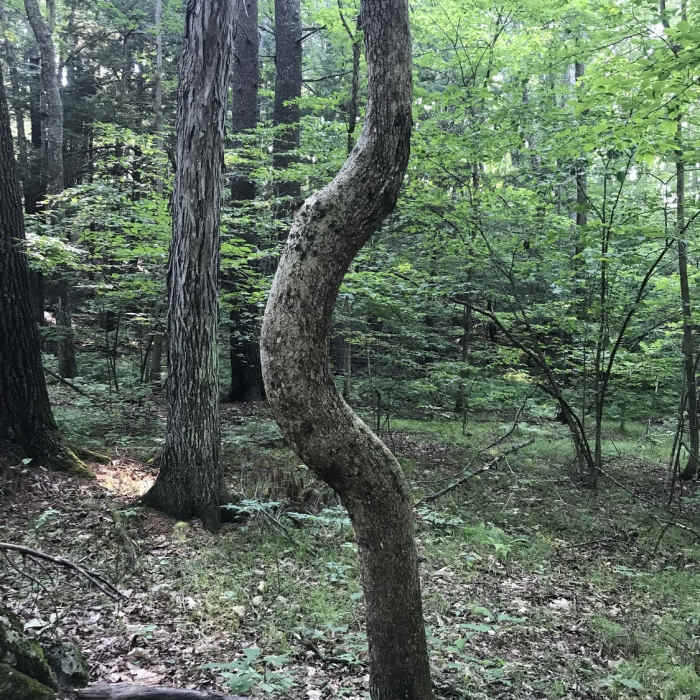 Near Stevens Woods White Trail