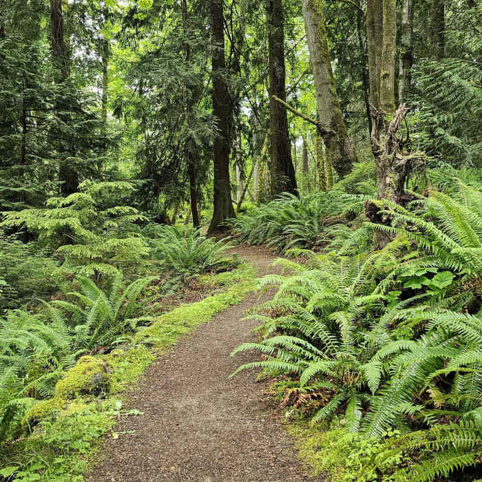 Near Peabody Creek Loop