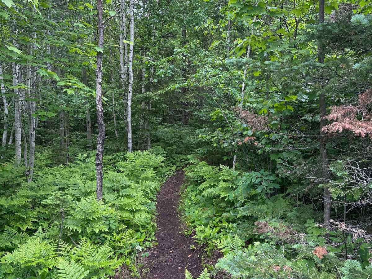 Alger Grade - Trail 6 photo 6