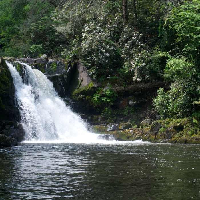 Near Abrams Falls Trail