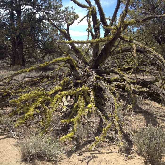 Nature's trailside art Near Maston Inner Trail