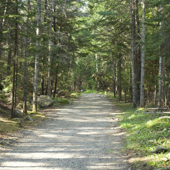 The trail descends through the woods and follows a service road down to the Park Loop Road where you can cross and enjoy views of the ocean. Near Ocean Path