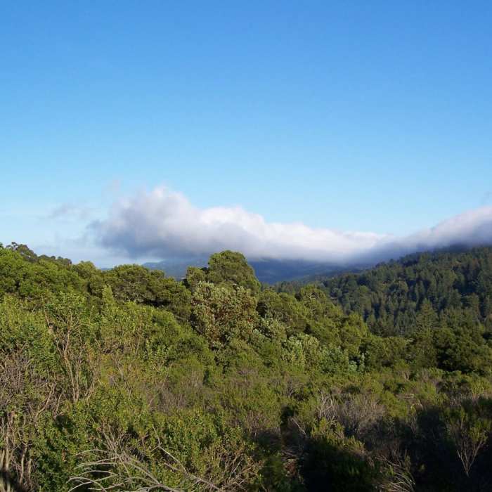 Near Alambique Trail