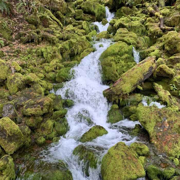 Near Falls Creek Falls Loop